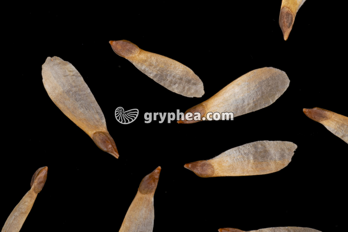 Graines ailées de Conifère - gryphea.org